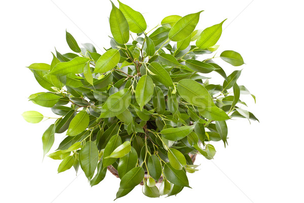 Small tree Stock photo © grafvision