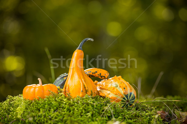 Autumn decor Stock photo © grafvision