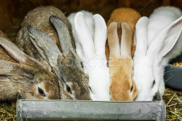 небольшой Кролики клетке питьевой кролик животного Сток-фото © grafvision