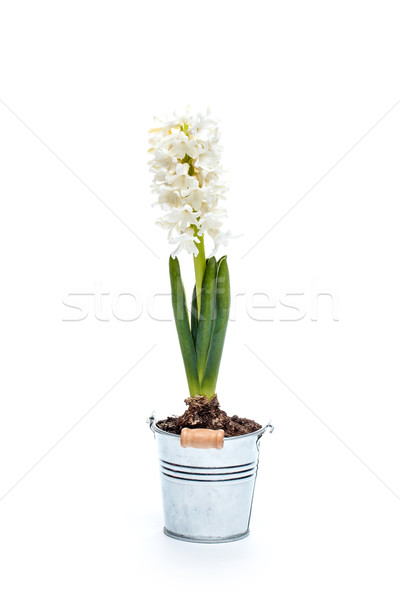 White hyacinth Stock photo © grafvision