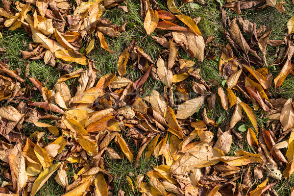 Stock photo: Withered autumn leaves 