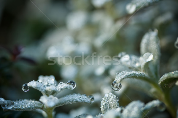 Fresh plant Stock photo © grafvision