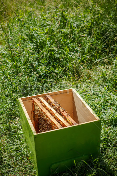 Fából készült méhkaptár legelő szabadtér lövés ház Stock fotó © grafvision