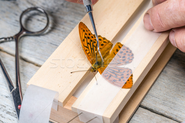 Man spreading butterfly wings Stock photo © grafvision