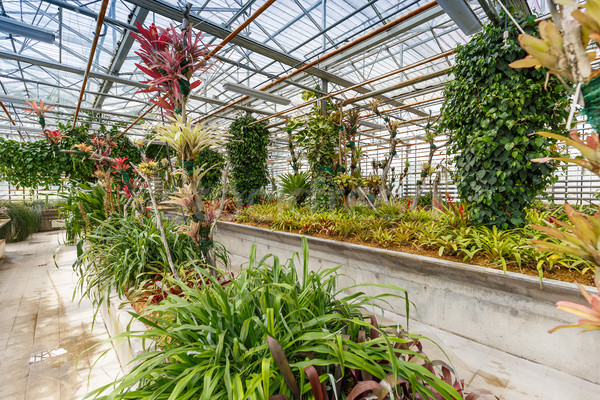 Botânico edifício interior estufa complexo flor Foto stock © grafvision