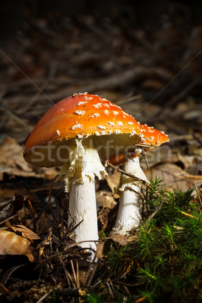 Mature fly agaric  Stock photo © grafvision