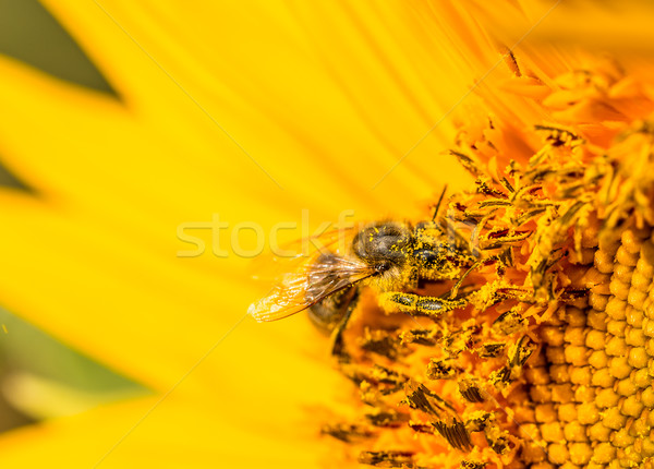 蜂 黄色の花 ネクター 花 春 ストックフォト © grafvision