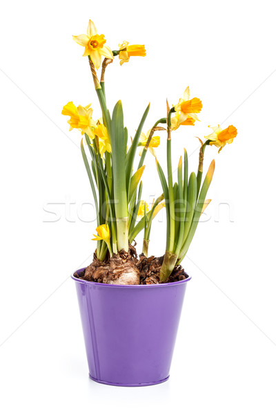 Narcissus flowers Stock photo © grafvision