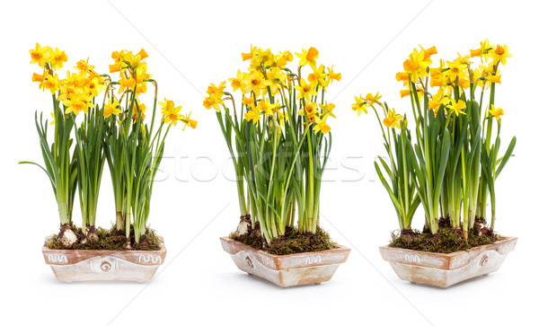 Narcissus flowers Stock photo © grafvision