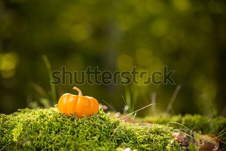 Stock fotó: Mini · narancs · sütőtök · űr · ünnep · tárgy