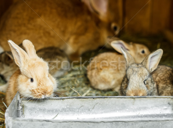 Stock foto: Jungen · Kaninchen · Kaninchen · Bauernhof · Tier · Ohr