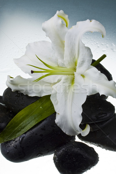 Liliom virág fekete kövek víz kék Stock fotó © grafvision