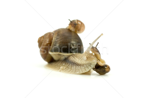 Beschäftigt Familie isoliert weiß Natur Schnecke Stock foto © Grazvydas