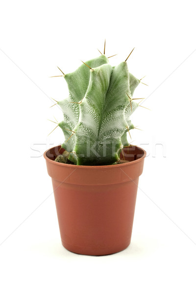 Green spikey cactus  Stock photo © Grazvydas