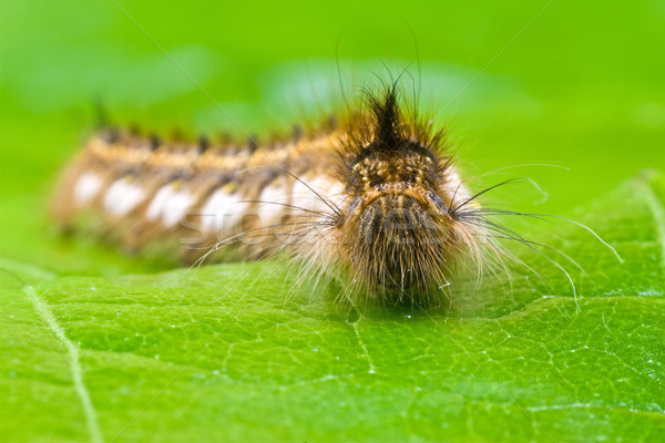 волосатый Caterpillar зеленый лист лист цвета Сток-фото © Grazvydas