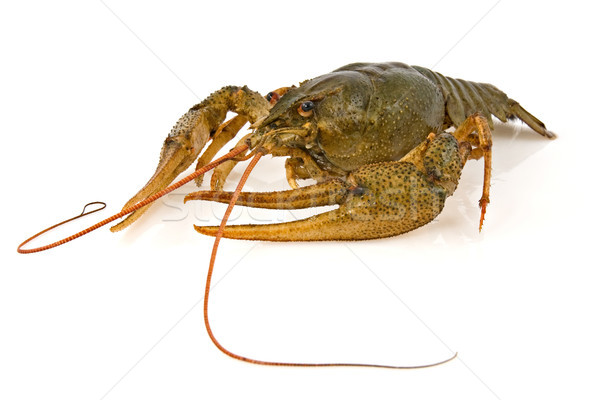 crayfish Stock photo © Grazvydas
