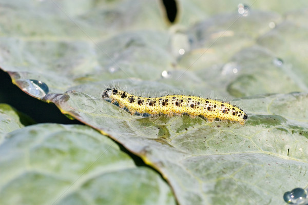 cutworm crawling on a cabbage Stock photo © Grazvydas