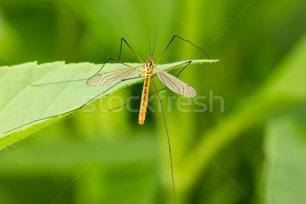 Mosquito folha sessão verde natureza Foto stock © Grazvydas