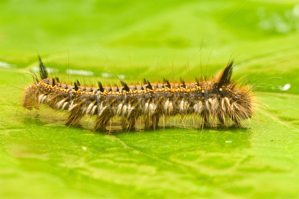 Stockfoto: Macro · shot · rups · kruipen · blad · kleur