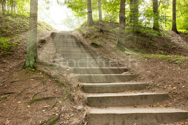 Zonlicht bomen zomer bos hout Stockfoto © Grazvydas