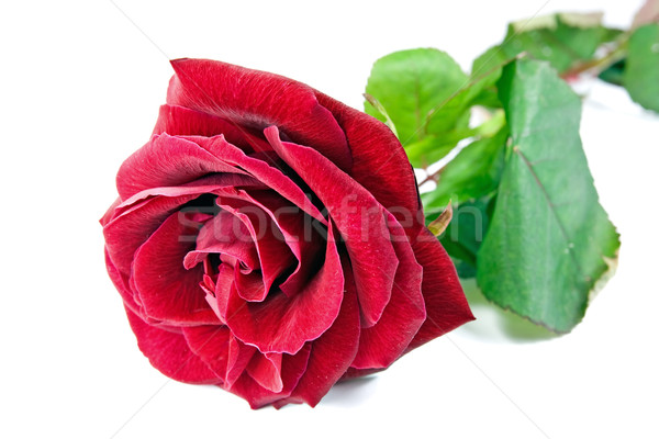 Single red rose Stock photo © Grazvydas