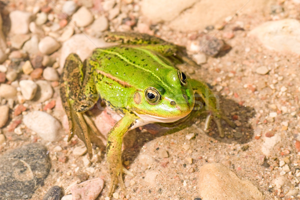 Foto stock: Verde · sapo · lago · em · pé · macro