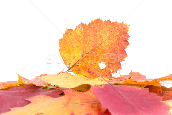 Heap herbstlich Blätter isoliert weiß Natur Stock foto © Grazvydas