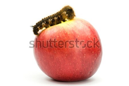 Caterpillar Top красное яблоко волосатый жира животного Сток-фото © Grazvydas