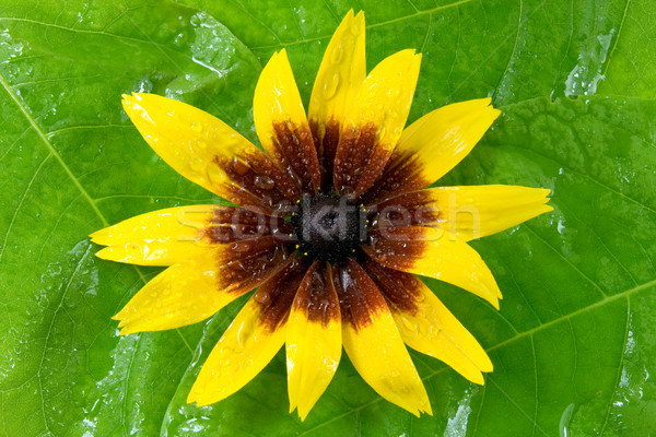 Gelbe Blume green leaf wet Blume Frühling Kopf Stock foto © Grazvydas