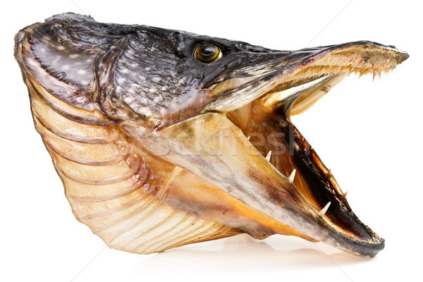 pike fish head over white background Stock photo © Grazvydas
