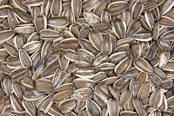 dried sunflower seeds Stock photo © Grazvydas