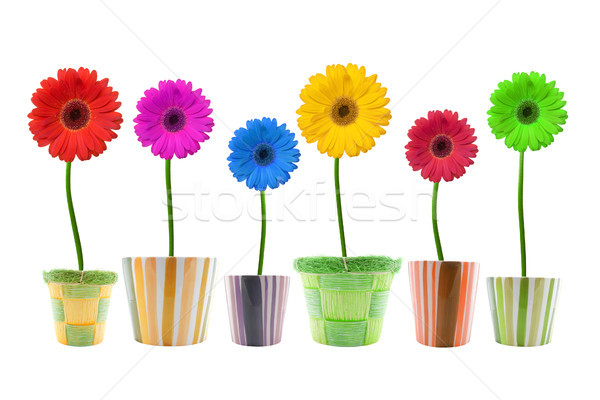 colorful gerbera flowers Stock photo © Grazvydas