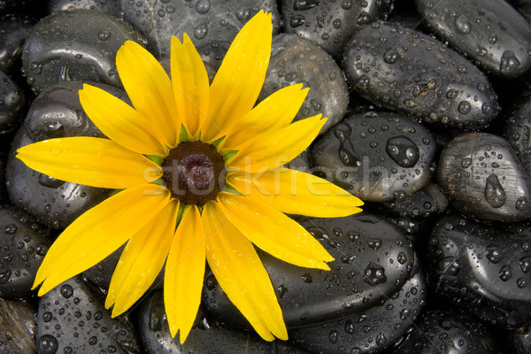 Pierres lumineuses fleur jaune humide zen fleur [[stock_photo]] © Grazvydas