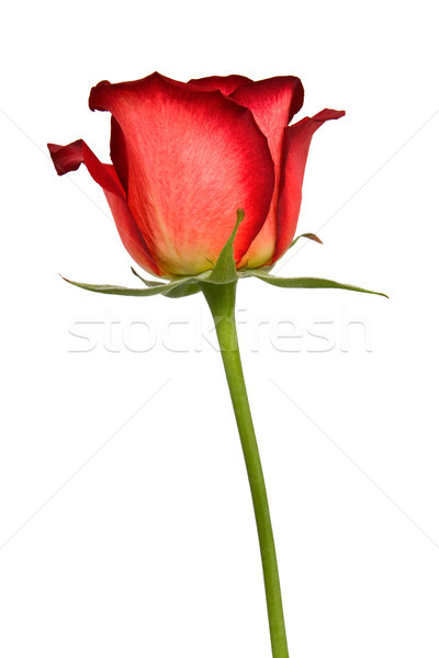 Stock fotó: Piros · rózsa · izolált · fehér · virág · rózsa · növény