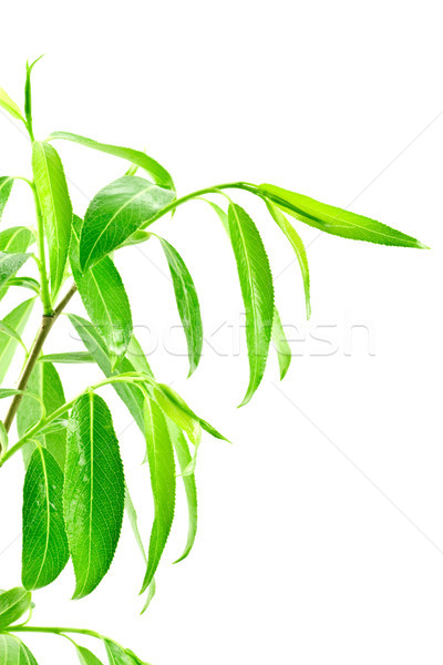 green leafy plant isolated over white Stock photo © Grazvydas