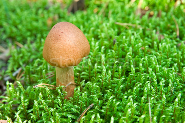 Brun champignon vénéneux mousse faible vert forêt Photo stock © Grazvydas