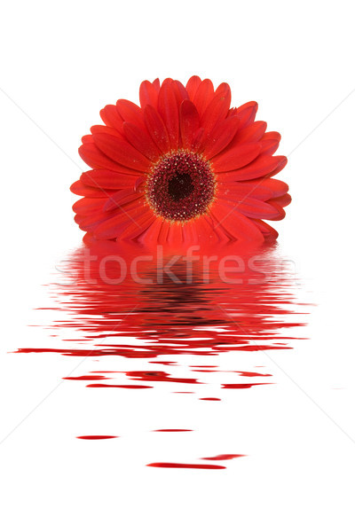 [[stock_photo]]: Rouge · fleur · eau · isolé · blanche · tête