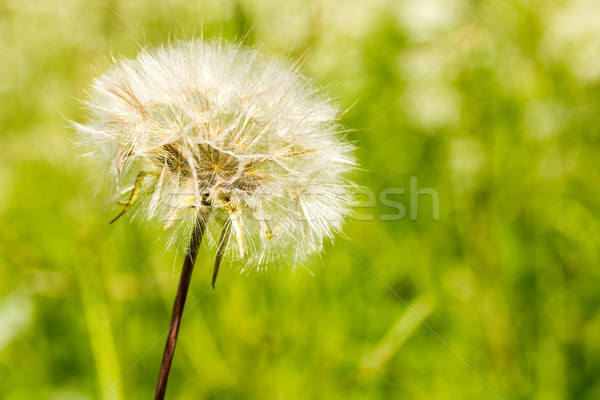 Fluffy dandelion on green background Stock photo © Grazvydas