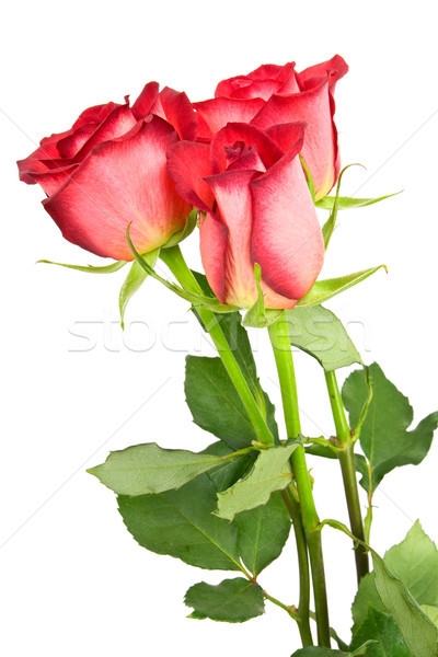 three red roses Stock photo © Grazvydas