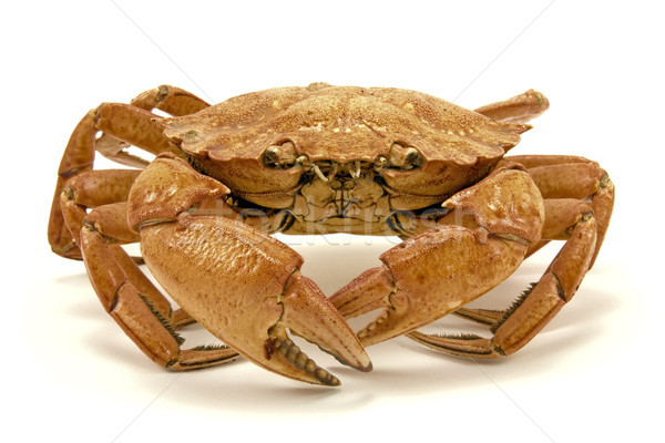 Crab alb maro uscate izolat animal Imagine de stoc © Grazvydas