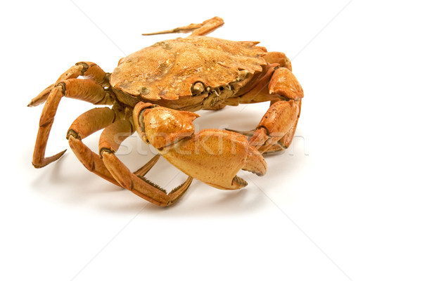 Crab izolat alb maro gatit animal Imagine de stoc © Grazvydas