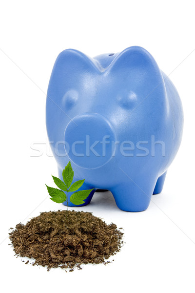 Сток-фото: Piggy · Bank · молодые · дерево · растущий · почвы · изолированный