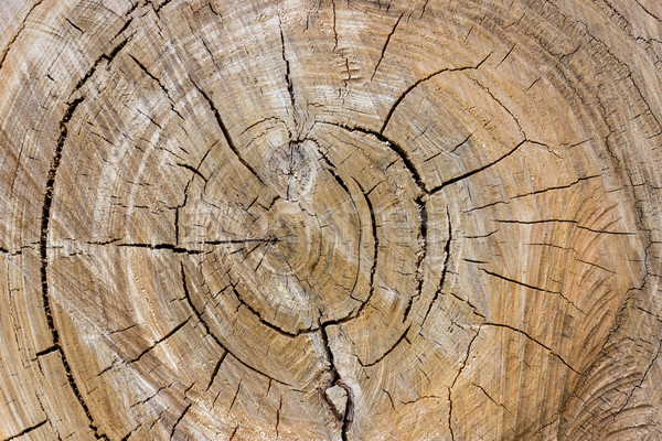 Vieux fissures arbre bois résumé Photo stock © Grazvydas