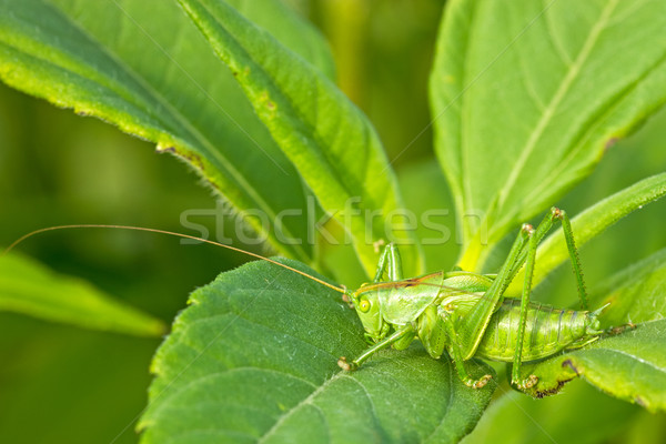 Green grasshoper on the leaf Stock photo © Grazvydas