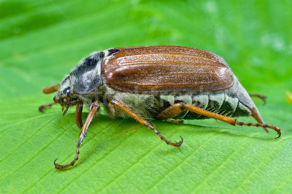 spring beetle cockchafer Stock photo © Grazvydas