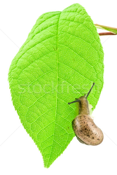 Naaktslak groene heldere blad slak Stockfoto © Grazvydas