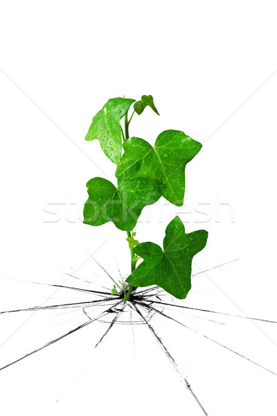  ivy grow from cracked ground Stock photo © Grazvydas