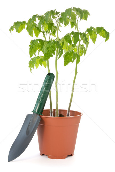 Tomate usine jardin pelle pot plantes [[stock_photo]] © Grazvydas