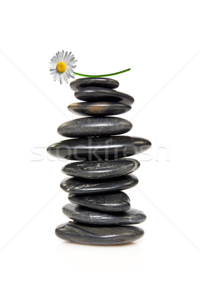 Stock fotó: Százszorszép · torony · kövek · izolált · fehér · virág