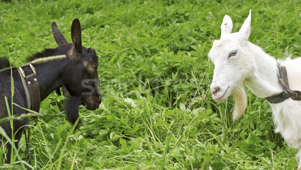 black goat against white Stock photo © Grazvydas